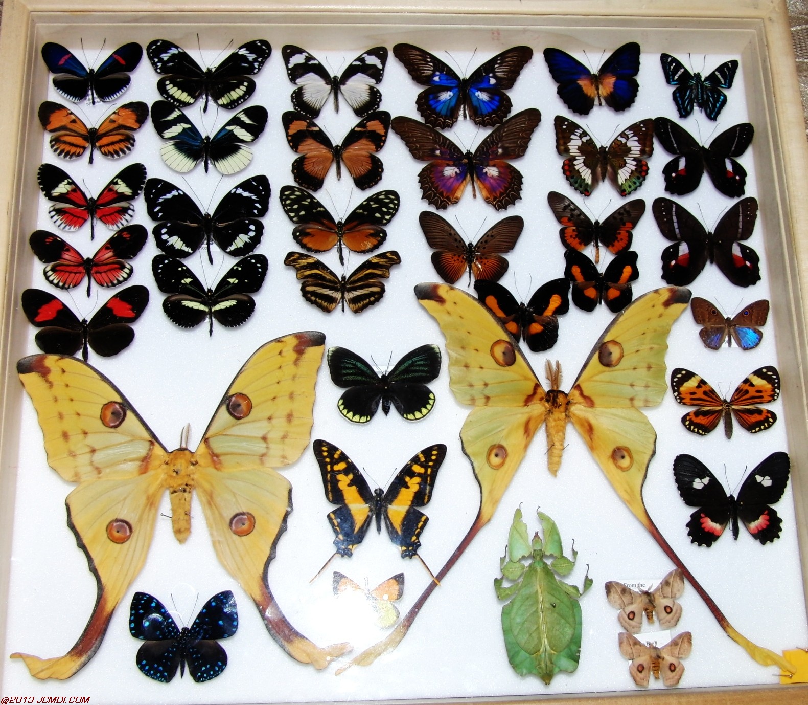 Case of vaious species
